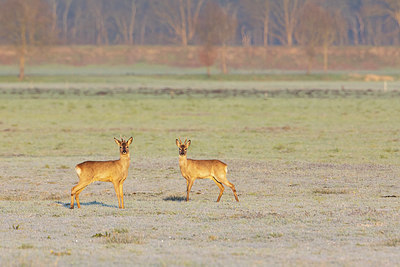 BUITEN BEELD Foto: 370412