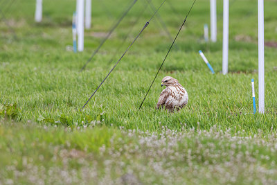 BUITEN BEELD Foto: 370414