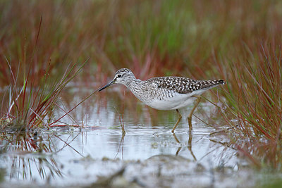 BUITEN BEELD Foto: 370593