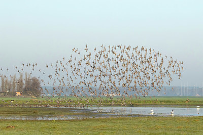 BUITEN BEELD Foto: 370701