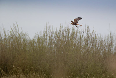 BUITEN BEELD Foto: 370940