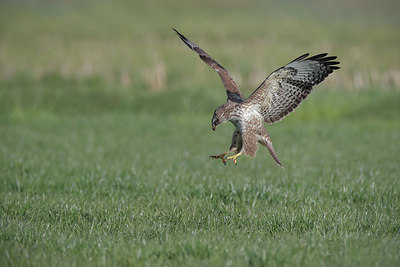 BUITEN BEELD Foto: 370944