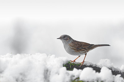 BUITEN BEELD Foto: 370955