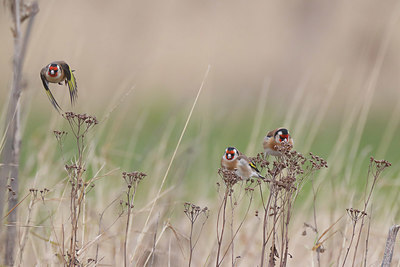 BUITEN BEELD Foto: 370963