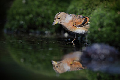 BUITEN BEELD Foto: 370968