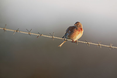 BUITEN BEELD Foto: 370973