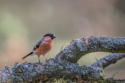 BUITEN BEELD Foto: 370980