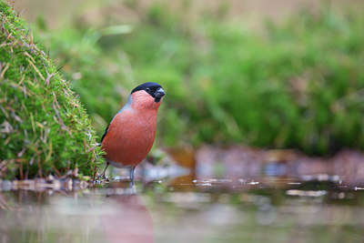 BUITEN BEELD Foto: 370981