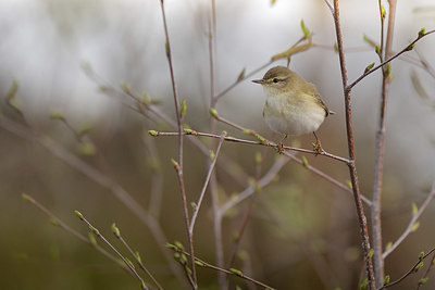 BUITEN BEELD Foto: 370987