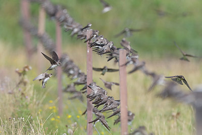 BUITEN BEELD Foto: 370997