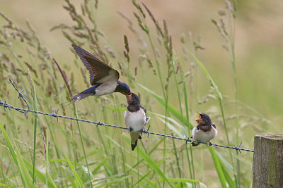 BUITEN BEELD Foto: 371000