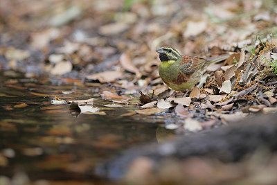 BUITEN BEELD Foto: 371017