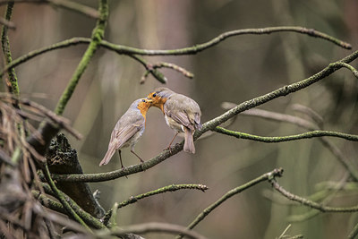 BUITEN BEELD Foto: 371064
