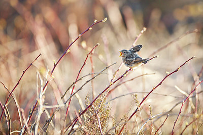 BUITEN BEELD Foto: 371072