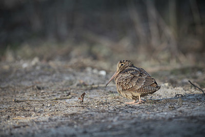 BUITEN BEELD Foto: 371110