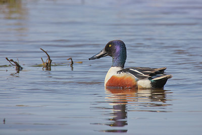 BUITEN BEELD Foto: 371114