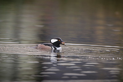 BUITEN BEELD Foto: 371115