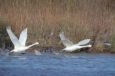 BUITEN BEELD Foto: 371121