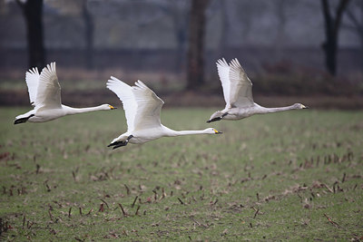 BUITEN BEELD Foto: 371125