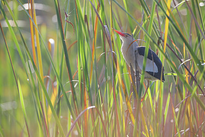 BUITEN BEELD Foto: 371132