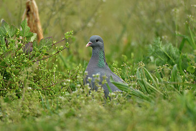 BUITEN BEELD Foto: 371377