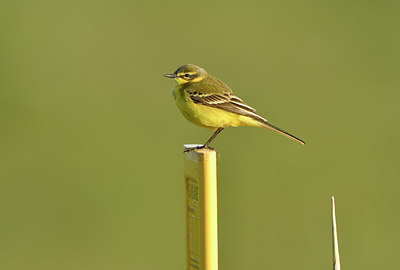 BUITEN BEELD Foto: 371378