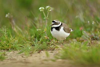 BUITEN BEELD Foto: 371386
