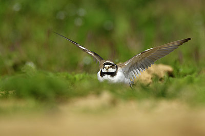 BUITEN BEELD Foto: 371387