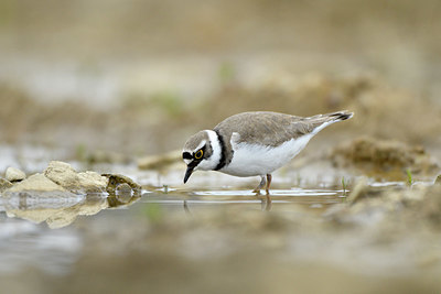 BUITEN BEELD Foto: 371391