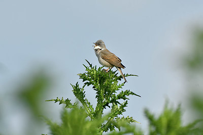 BUITEN BEELD Foto: 371394