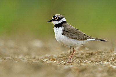 BUITEN BEELD Foto: 371395
