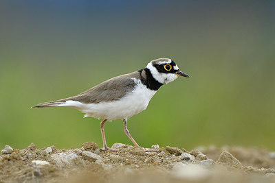 BUITEN BEELD Foto: 371398