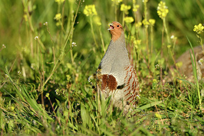 BUITEN BEELD Foto: 371401