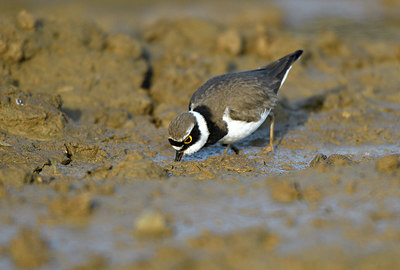 BUITEN BEELD Foto: 371407