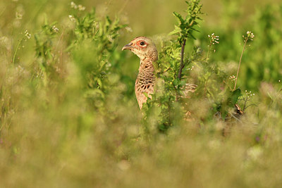 BUITEN BEELD Foto: 371408