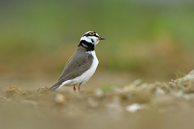 BUITEN BEELD Foto: 371410