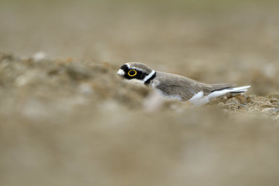 BUITEN BEELD Foto: 371411