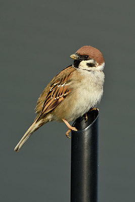 BUITEN BEELD Foto: 371413
