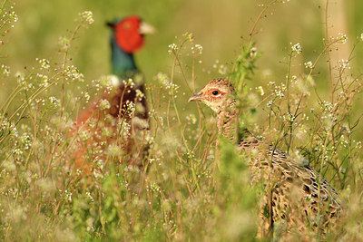 BUITEN BEELD Foto: 371416