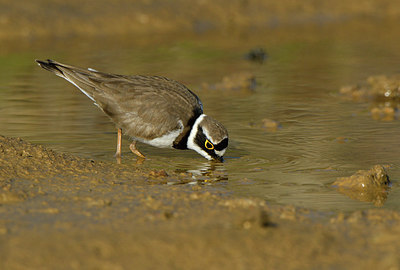 BUITEN BEELD Foto: 371418