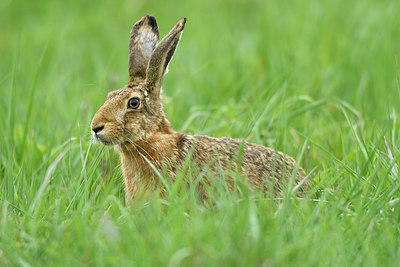 BUITEN BEELD Foto: 371430