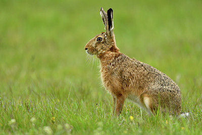 BUITEN BEELD Foto: 371432