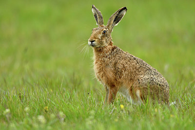 BUITEN BEELD Foto: 371436