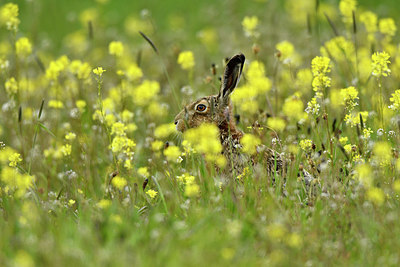 BUITEN BEELD Foto: 371437