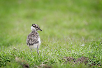 BUITEN BEELD Foto: 371507