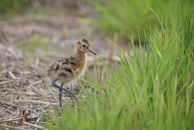 BUITEN BEELD Foto: 371511