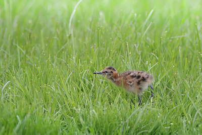 BUITEN BEELD Foto: 371512