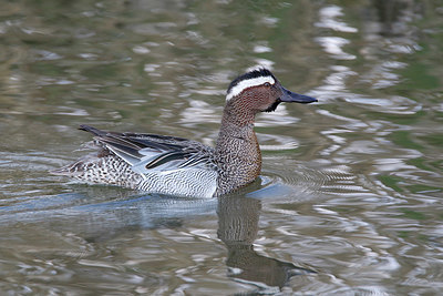 BUITEN BEELD Foto: 371526