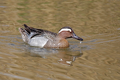 BUITEN BEELD Foto: 371527