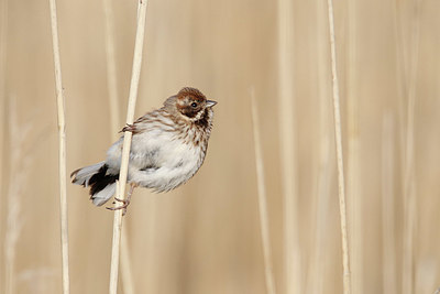 BUITEN BEELD Foto: 371541